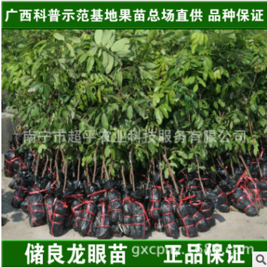 一件代發(fā)廣西果苗場|果樹嫁接苗|儲良龍眼樹苗|晚熟脆甜龍眼苗