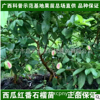 一件代發(fā)臺灣紅心芭樂嫁接樹苗|紅心番石榴苗|西瓜紅芭苗盆栽地栽