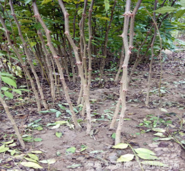 鳴駿園藝場年后大量供應大紅袍花椒苗1公共花椒樹