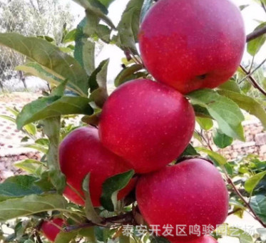中秋王蘋果 嘎啦蘋果 柱狀蘋果 魯麗矮化蘋果樹