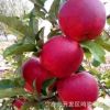 中秋王蘋果 嘎啦蘋果 柱狀蘋果 魯麗矮化蘋果樹
