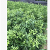 低價批發(fā)優(yōu)質(zhì)大雅柑橘樹苗 柑桔苗晚熟新品種大雅一號苗