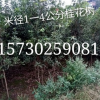 米徑1一4公分桂花樹基地直銷 重慶桂花苗低價批發(fā)