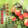 中桃短枝8號桃苗 白肉硬質矮化桃苗 耐儲存 短枝矮化桃苗