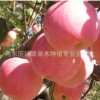 山東蘋果苗_山東蘋果苗價格_山東蘋果苗新品種_山東紅肉蘋果苗0