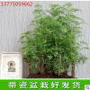 供應優(yōu)質(zhì)水杉 水杉樹苗 水杉苗 各種規(guī)格水杉樹批發(fā)