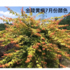 金陵黃楓小苗可實地看貨起苗金陵黃楓小苗價格金陵黃楓圖片