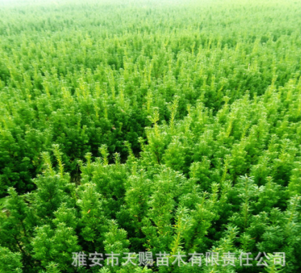 曼地亞紅豆杉2年苗3#苗 四川紅豆杉批發(fā)基地供應(yīng)曼地亞紅豆杉樹苗