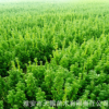 曼地亞紅豆杉2年苗3#苗 四川紅豆杉批發基地供應曼地亞紅豆杉樹苗