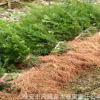四川南方紅豆杉小苗美國曼地亞紅豆杉樹苗雅安苗木基地批發