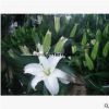 大量供應(yīng)優(yōu)質(zhì)切花盆栽用荷蘭進(jìn)口百合種球徑規(guī)格16－18cm