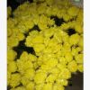 昆明鮮花批發(fā) 清明節(jié)鮮花批發(fā)大白菊花，大花菊花，切花菊
