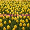 預(yù)定荷蘭進(jìn)口花卉種球郁金香種球11－12 12+