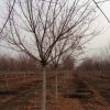 我基地供應喬木類//五角楓 5--10公分 工程綠化苗木 各種規格齊全