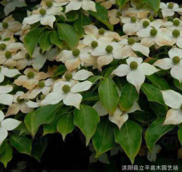 基地熱銷優(yōu)質(zhì)四照花苗 四照花樹樹4--8公分 各種規(guī)格 量大從優(yōu)