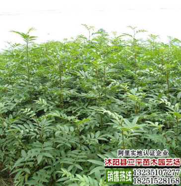 基地出售黃欒樹8-12公分欒樹各種規(guī)格、樹形優(yōu)美價格低、歡迎訂購