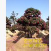 批發(fā)造型茶梅 園藝造型庭院樹(shù)