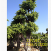 批發(fā)大型綠化樹(shù)小葉榕 園藝造型庭院樹(shù)