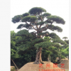 批發(fā)造型羅漢松 園藝造型庭院樹