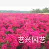 供應批發(fā)各種三角梅 各種綠化球苗