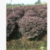 苗木代辦.批發(fā)精品紅花繼木球精品供應