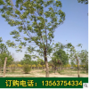 三年冠白蠟樹 白蠟樹苗批發(fā)