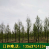 大量供應(yīng)多規(guī)格水杉樹 花卉苗木基地直銷7-15公分水杉 優(yōu)質(zhì)水杉樹