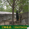 2018苗圃基地供應(yīng)速生白蠟 根系發(fā)到桿直速生白蠟樹 大白蠟