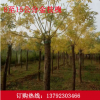 大量供應(yīng)高桿黃金槐 常年批發(fā)綠化苗木金枝槐 優(yōu)質(zhì)速生黃金槐