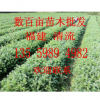供應杉樹苗,杉木苗,福建樹苗批發(fā)