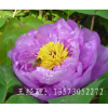牡丹花 牡丹籽油調(diào)和油 450ml塑料瓶禮盒會銷禮品菏澤牡丹苗