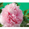 山東菏澤精品牡丹供應(yīng) 菏澤牡丹苗
