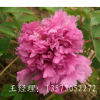 直銷供應(yīng)牡丹花苗菏澤牡丹花苗盆栽 種苗 大苗包成活