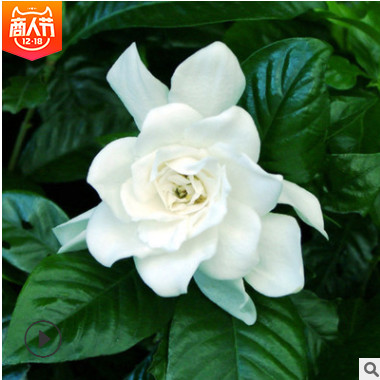 【梔子花】廠家直銷大葉梔子花盆栽園林批發(fā)植物帶花苞大朵梔子花