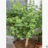 臨沂市平邑縣提供樹型北花1號(hào)金銀花苗