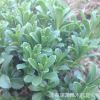 批發景天三七有根苗教種植 宿根花卉工程苗救心 高鈣 費菜 包成活