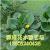 圓葉萍 萍蓬草水生植物 凈化水質(zhì) 黃金萍 常年提供 觀賞綠植
