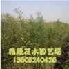 國(guó)槐喬木批發(fā) 量大優(yōu)惠 國(guó)槐規(guī)格齊全 成活率高