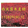 供應(yīng)甘肅紅葉小檗_供應(yīng)甘肅紅葉小檗價(jià)格_供應(yīng)甘肅紅葉小檗批發(fā)