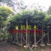 文景苗木場基地直銷 海南紅豆 海紅豆 海南菜豆行道樹