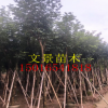 普寧黃花風(fēng)鈴木產(chǎn)地直銷多花植物風(fēng)景樹大量