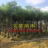低價供應(yīng)綠化苗木藍(lán)花楹花木農(nóng)戶自家花場直銷寵物及園藝園林