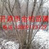 供應東北精品 叢生茶條槭 叢生三角楓 綠化苗木 東北茶條槭價格