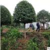 苗圃直售8 10 12公分桂花樹 金桂丹桂四季桂 品種齊全 樹型優(yōu)美