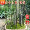 竹子苗庭院綠化隔離笆四季長青早園竹紫竹苗金鑲玉羅漢竹室內盆栽