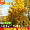 占地拆遷苗 銀杏樹苗 銀杏苗 白果小苗 庭院植物行道綠化苗木批發(fā)