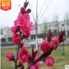 紫葉碧桃樹苗 千葉桃花 觀賞桃花樹嫁接紅葉碧桃小苗紫葉桃樹重瓣