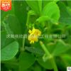 產(chǎn)地批發(fā)黃花苜蓿種子草木犀牧草綠肥多用途草籽 易成活