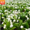 辦公室內(nèi)陽(yáng)臺(tái)盆栽觀花植物 茉莉花苗 虎頭重瓣茉莉 芳香花卉