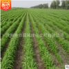 批發優質牧草種子 鴨茅種子 固堤防沙高產 畜禽飼料綠植